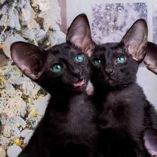 Ориентальные котята Санкт-Петербург Питомник Oristreet