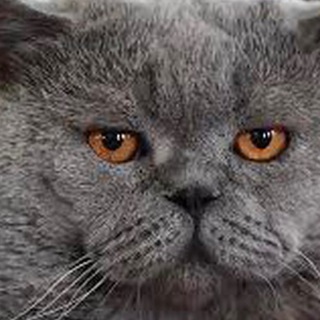 Пушистая хроника