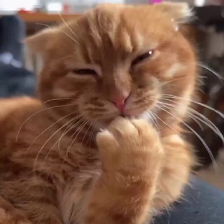 Cat humor 🙀😹😻😼