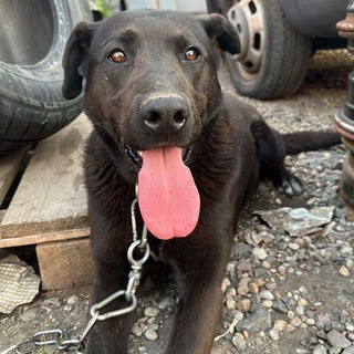 БАБИНЕР Х СПИНЕР