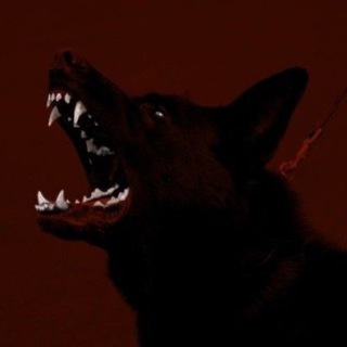 𝐀𝐃𝐒𝐊𝐈𝐄🩸🐺