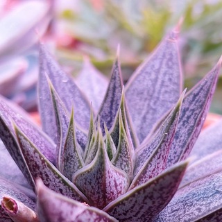 МагазинЦветыДома1 /PlantsHomeSale1