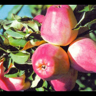 ООО ПЛАВА🍓🍏🍎 КРАПИВНА