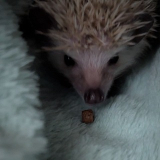 Приключения Буси