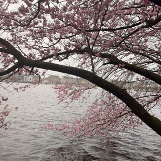 От Ziko Granting 100℅