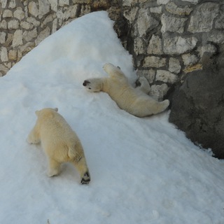 Белые медведи России (СОЗАР)