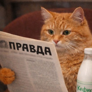 Правда и котики.