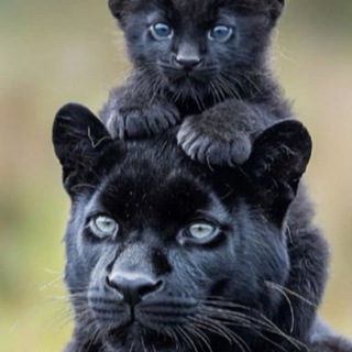 Природа млекопитающих🐅