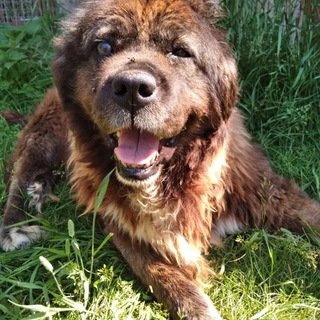 Возрождение–приют в Клину МО