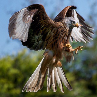 Kalir | Заработок на отзывах