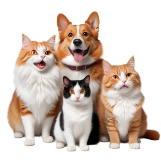 ПроХвост | Кот и пёс