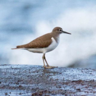 Радио Птичка