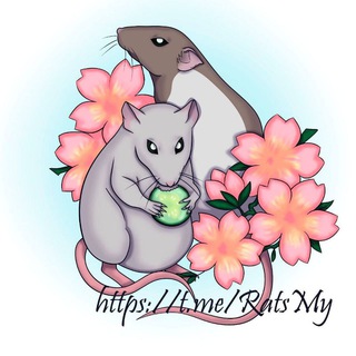 КРЫСКИН ДОМ | советы крысоводов