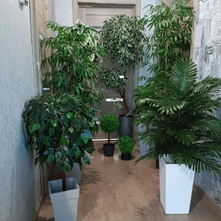 Искусственные растения интерьерное озеленение.