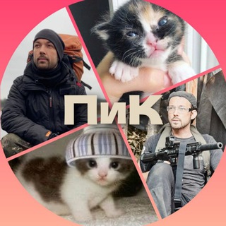 Приключения и котики