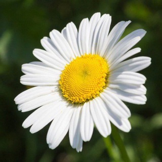 Чай с Ромашкой