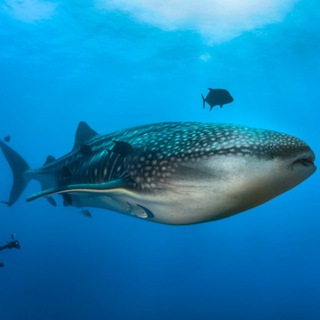 Дайвинг клуб Рус-экстрим