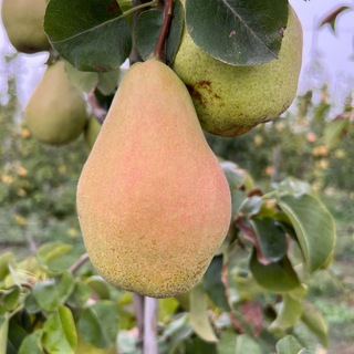 🍐 ГРУША - РОССИИ