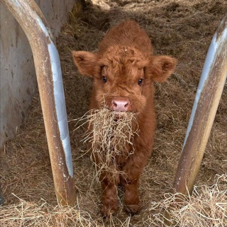 Люблю тебя малыш