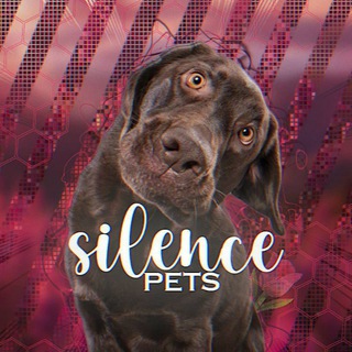 𝑺𝑰𝑳𝑬𝑵𝑪𝑬 𝑷𝑬𝑻𝑺🌷