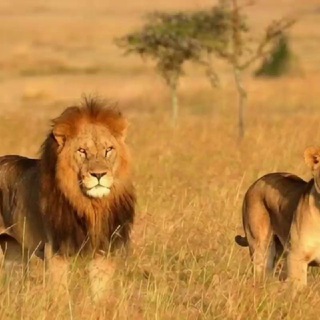 SMM продвижение PROMT