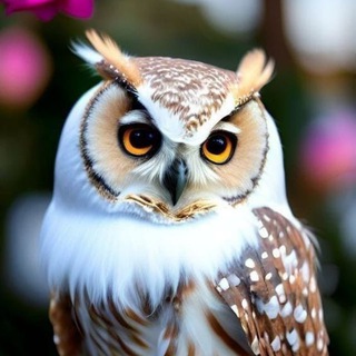 ФеклиСОВА|Голос ясности🦉Астрология здравого смысла и тёплые стратегии в кризисе