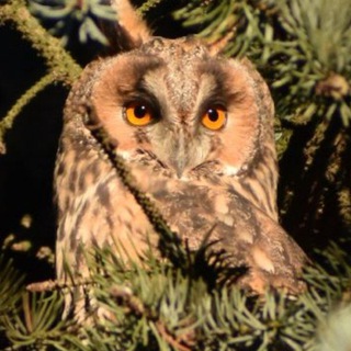 #SPbirdy - о птичках и других животных