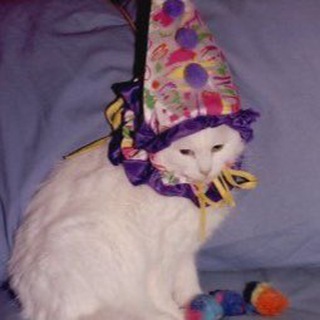 исповедь котят авито