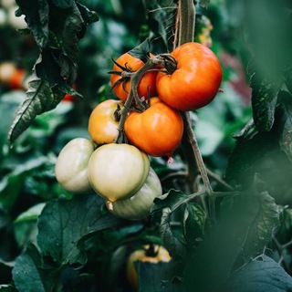 От семечки до урожая