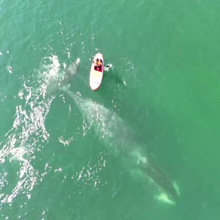 SHANTARWHALE | Китовая гавань 🐋