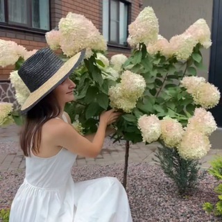 Шишкина Семья