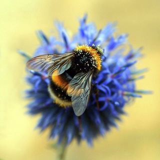 Шмелиный сад