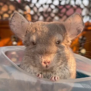 Шиншилла Шушик 🐇