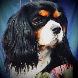 🐾 КАВАЛЕР КИНГ ЧАРЛЬЗ СПАНИЕЛЬ: Блог Сильвии 🐕