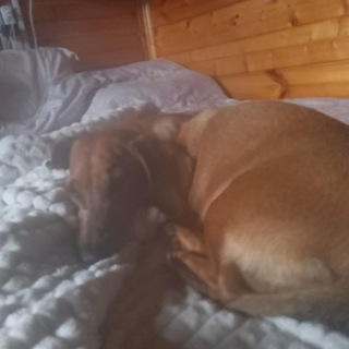 Жизнь собаки симки🐶