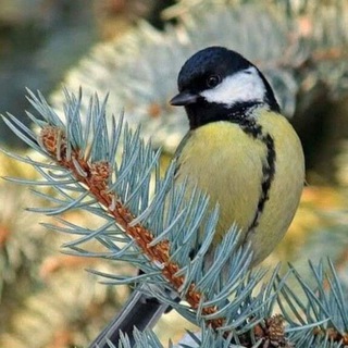 Синичкин календарь🌾 Дневник натуралиста 🌿