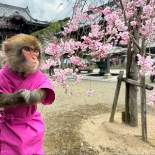 Siriusatop123 - Dota 2🙉