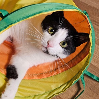 Сытый кот-Помощь бездомным животным