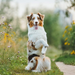 𝘼𝙪𝙨𝙨𝙞𝙚 𝙃𝙚𝙡𝙡𝙮🤍