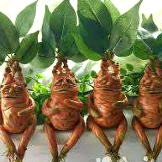 🌿🌸🪴"ЭКЗОТИКА ДВ"🪴🌸🌿watsapp: 89146951045