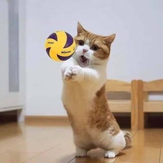 Спортивный Дайджест