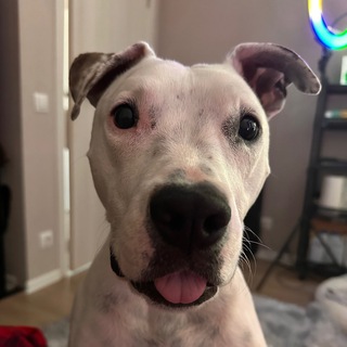 Глухая Тэффи❤️