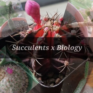 Succulents x Biology 🌵