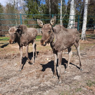 Сумароковская Лосеферма