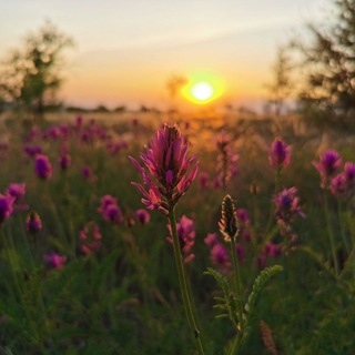 Суровикино Live