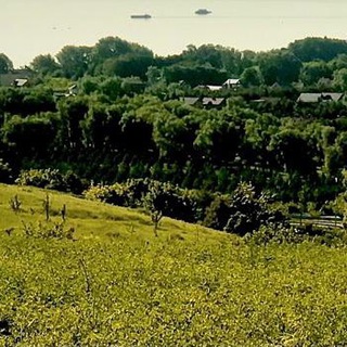 Виноградник в Татарстане село Теньки