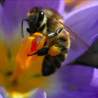 Здоровье и красота с пчелопродуктами