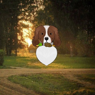 ~🦎ᴄᴀvᴀliᴇr ᴛᴇddy🐾~