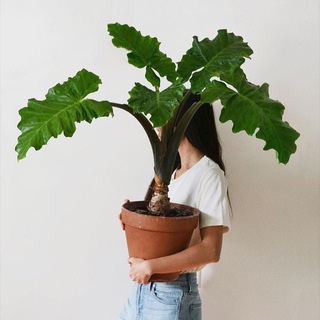 Terracotta & my plants🪴