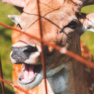 GoodDeer [С потенциалом на воскрешение]